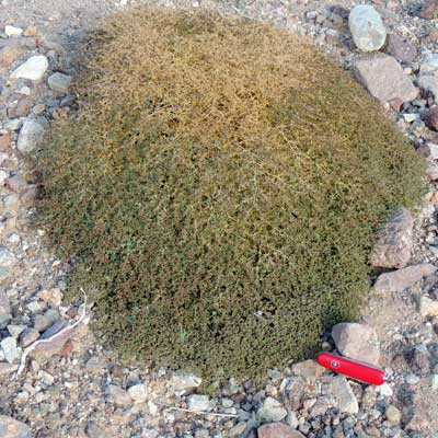 Small-seed Sandmat, Chamaesyce polycarpa, Photo by Michael Plagens