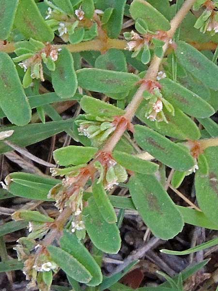 Prostrate Spurge, Chamaesyce prostrata, Photo by Michael Plagens