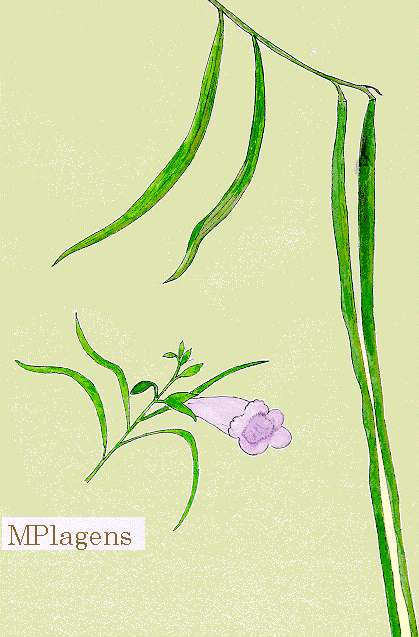 Desert Willow, Chilopsis linearis, Watercolor © by Michael Plagens