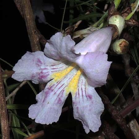 Desert Willow, Chilopsis linearis, flower, photo © by Michael Plagens