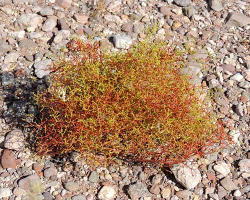 habit of Brittle Spine Flower, Chorizanthe brevicornu, photo © by Michael Plagens