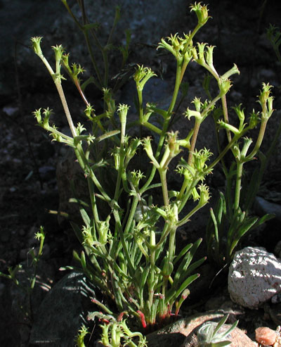 Brittle Spine Flower, Chorizanthe brevicornu, Photo © by Michael Plagens