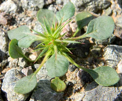 Devil's Spine Flower, Chorizanthe rigida photo © by Mike plagens