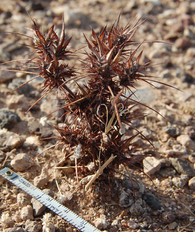 Chorizanthe rigida photo © by Michael Plagens