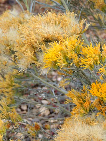 Yellow Rabbitbrush, Chrysothamnus viscidiflorus, photo © by Mike Plagens