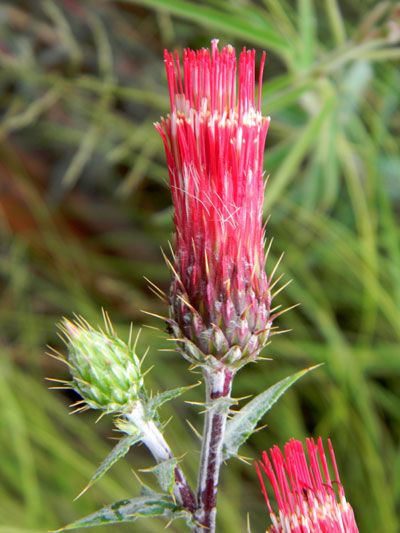 Arizona Thistle, Cirsium arizonicum, photo © by Mike Plagens