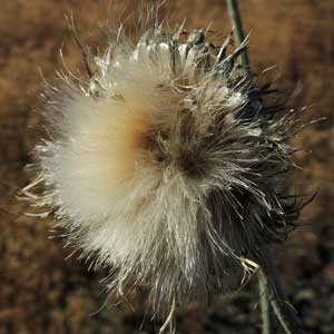 head of seeds and plumose bristles, New Mexico Thistle, Cirsium neomexicanum, photo © by Michael Plagens