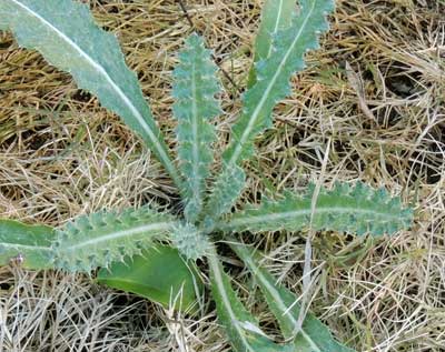 New Mexico Thistle, Cirsium neomexicanum, photo © by Michael Plagens