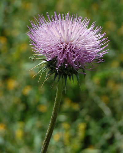 New Mexico Thistle, Cirsium neomexicanum, photo © by Michael Plagens