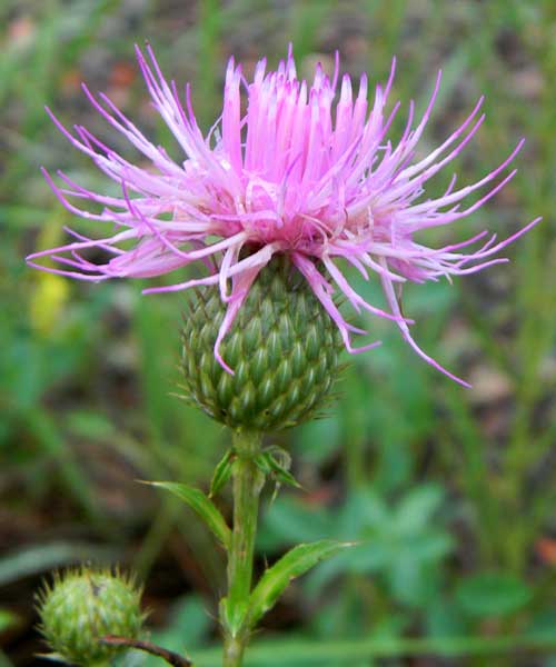 Wheeler's Thistle, Cirsium wheeleri, photo © by Mike Plagens