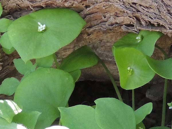 Claytonia perfoliata photo © by Michael Plagens