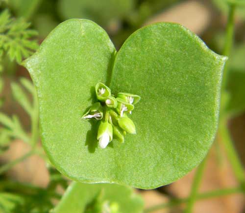 Miner's Lettuce, Claytonia perfoliata, photo © by Michael Plagens