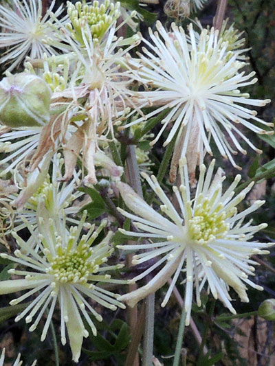 Virgin's Bower, Clematis drummondii, photo by Mike Plagens