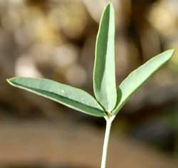 trifoliate leaf of Cleome isomeris, photo © by Mike Plagens