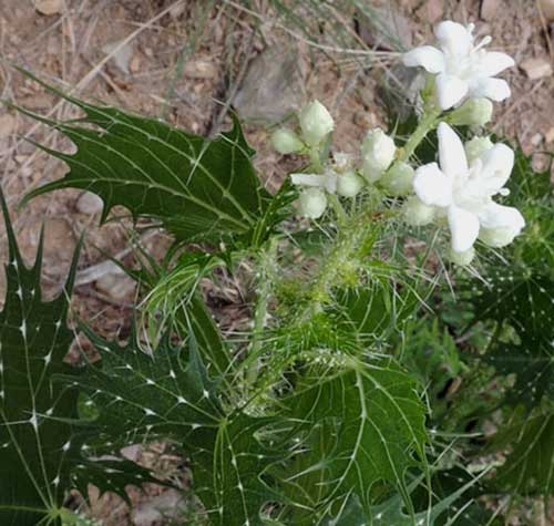 Mala-Mujer, Cnidoscolus angustidens, photo © by Michael Plagens