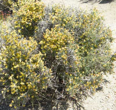 Blackbrush, Coleogyne ramosissima. © by Mike Plagens