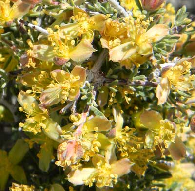 Blackbrush, Coleogyne ramosissima, photo © by Michael Plagens