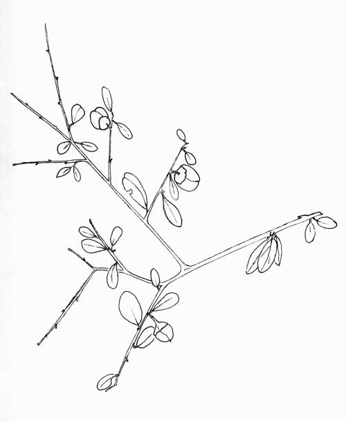 Colubrina californica Pen & Ink illustration by Michael Plagens