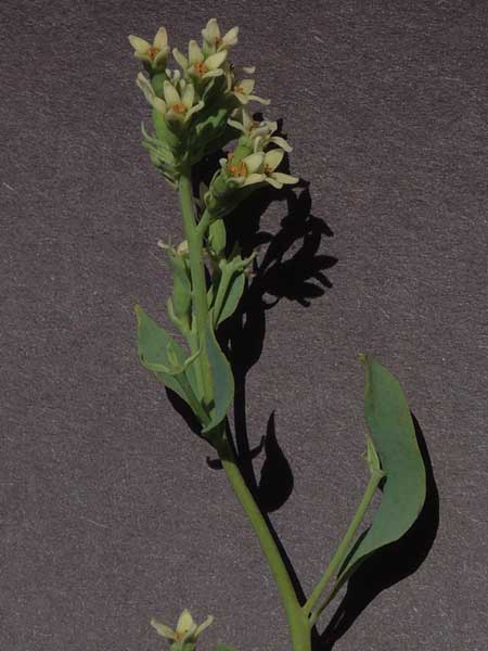 Bastard Toadflax, Comandra umbellata, photo © by Michael Plagens