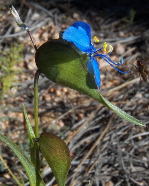 Birdbill Dayflower, Commelina dianthifolia, photo © by Mike Plagens