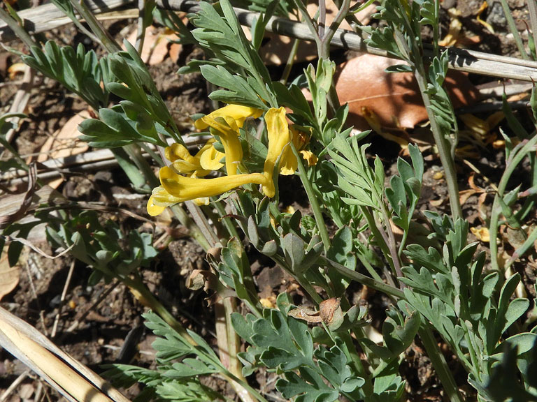 Corydalis aurea photo © by Michael Plagens