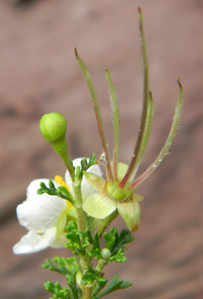 Cliff Rose, Cowania mexicana, photo © by Mike Plagens