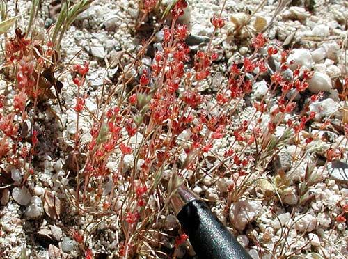 Sand Pygmy Weed, Crassula connata, photo by Michael Plagens