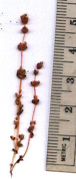 scanned image from fresh specimen of Crassula connata