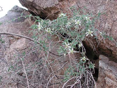 ragged rock flower, Crossosoma bigelovii, photo © by Michael Plagens