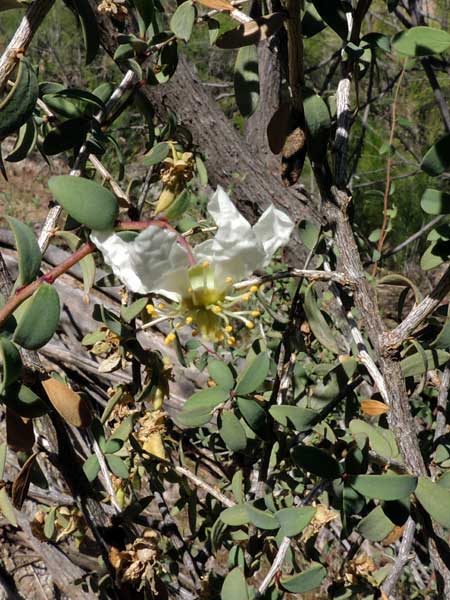 Crossosoma californicum, photo © by Michael Plagens