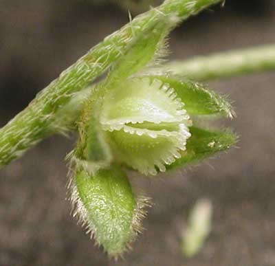 Cryptantha pterocarya photo © by Michael Plagens