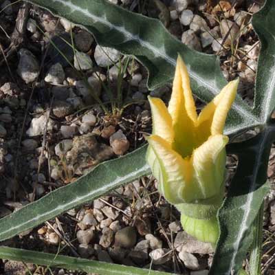 Flower of Cucurbita digitata photo © by Michael Plagens