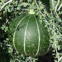 Leaf of Cucurbita digitata photo © by Michael Plagens