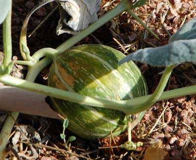 Buffalo Gourd, Cucurbita foetidissima, photo © by Michael Plagens