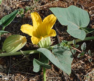 Buffalo Gourd, Cucurbita foetidissima, photo © by Michael Plagens