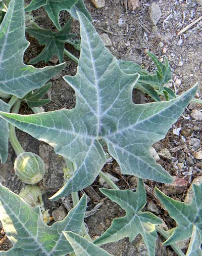 Cucurbita palmata photo © by Mike Plagens