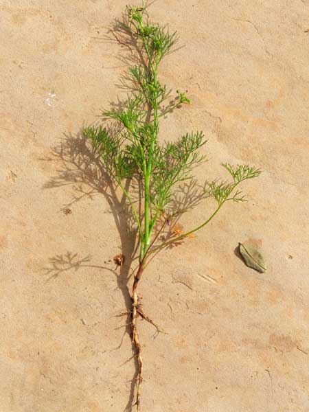 Marsh Parsley, Cyclospermum leptophyllum, growing in Maricopa Co., Arizona. Photo © by Michael Plagens