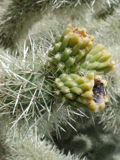 Cylindropuntia bigelovii fruit photo © by Michael Plagens.