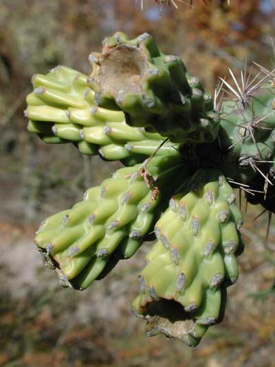 Mature fruit of Cane Cholla, Cylindropuntia spinosior, photo © by Michael Plagens