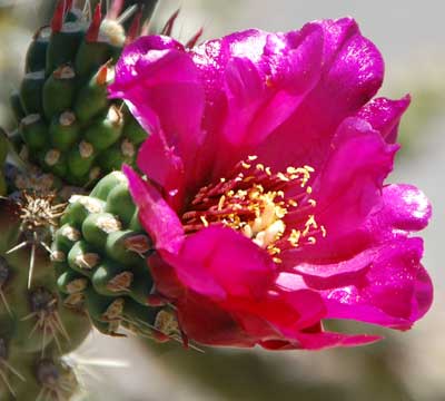 Flower of Cane Cholla, Cylindropuntia spinosior, photo © by Michael Plagens