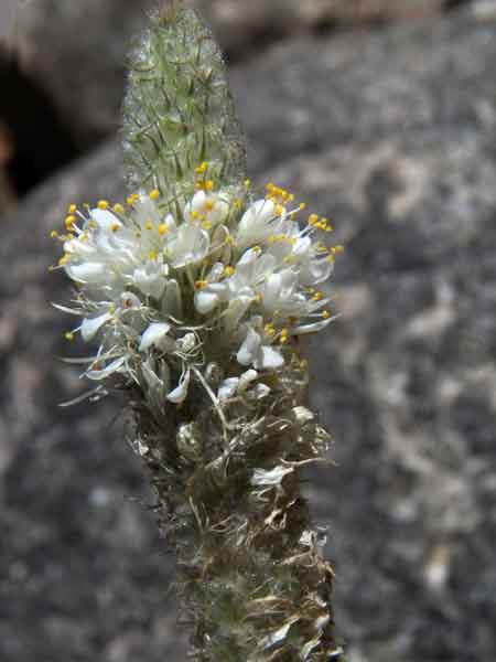 White-flower Prairie Clover, Dalea albiflora, photo © by Mike Plagens