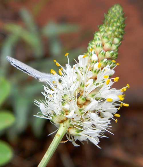 White Prairie Clover, Dalea candida, photo © by Mike Plagens