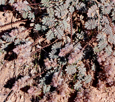 Dalea mollis, hairy prairie clover, photo © by Michael Plagens