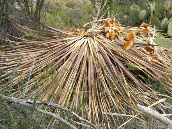 In death a Sotol, Dasylirion wheeleri, provides refuge for many animals, photo © by Michael Plagens