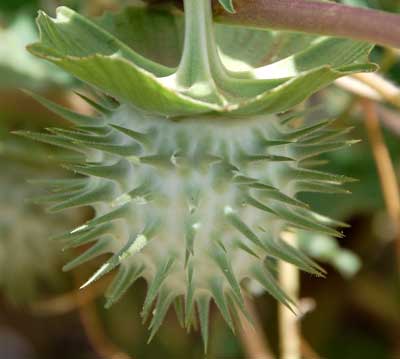 Mature fruit of Datura discolor photo © by Michael Plagens