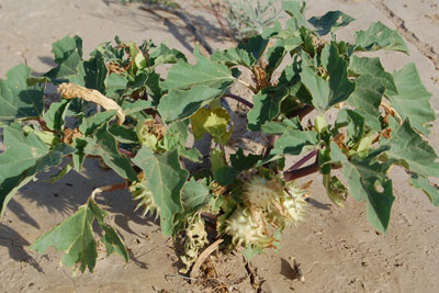 Datura discolor photo by Mike Plagens