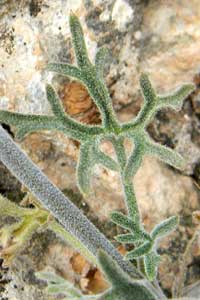 leaf of Desert Larkspur, Delphinium parishii, © by Michael Plagens