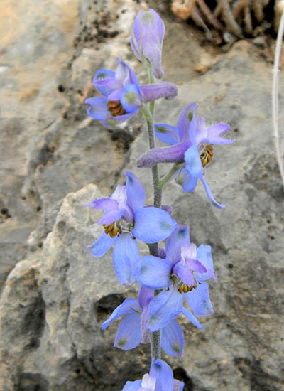 Desert Larkspur, Delphinium parishii, © by Michael Plagens