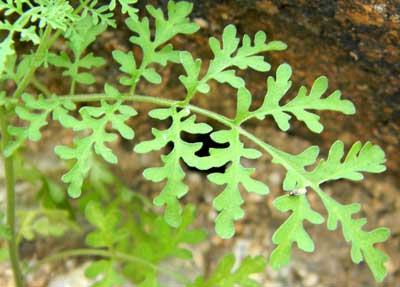 leaf of tansy mustard, Descurainia pinnata