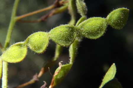 bean pod of Desmodium grahamii photo © by Mike Plagens